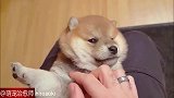 长得像娃娃一样圆乎乎的小奶柴，躺在你腿上四脚朝天任你揉搓！
