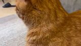 主人给猫咪按摩，小心眼水獭看到后狂吃醋，接下来忍住别笑