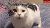 网友让猫咪滚下床去