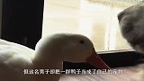 每天早上都有一群鸭子在门口敲门：快开门啊，你的鸭鸭回来了！