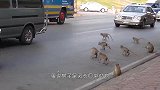 猴子在印度横行霸道，政府出奇招：抓住一只奖励50元