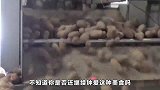 “肯德基”薯条是怎样生产的？看完制作过程，网友：你还敢吃吗？