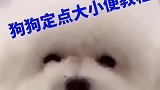 你们想要训练狗狗定点大小便的教程来喽，这个学会了减少很多主人的困扰！