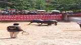 牛王争霸赛牛王把门撞开，结果把门口的观众全吓跑了