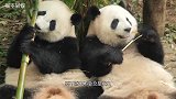 熊猫被兄弟抢竹笋，讨说法却被扇巴掌，国宝的反应绝了，憋住别笑