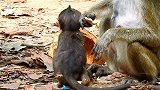 猴宝宝们学着大猴子找食物，知道哪些能吃哪些不能吃