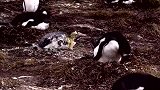 企鹅把海豹当石头踩！海豹疼得嗷嗷大叫，随后又呼呼大睡去了！