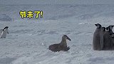小企鹅的保护欲害挺强，就是这最后一下，着实出乎意料哈 沙雕  搞笑  阿德利企鹅