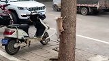 猫：孩子别怕，我扶你下来！