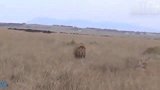 动物世界 犀牛从牛群中救出受伤的狮子