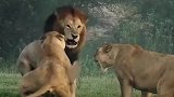 母狮大战雄狮，打的这么狠