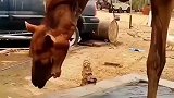 有谁知道这是什么行为吗？
