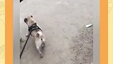 这是不是你打游戏时的好队友？