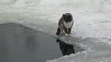 猫咪在冰河里捕鱼，看准目标一伸爪子就抓到了，真厉害