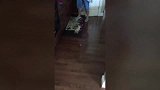 猫咪躺在摇篮上，安静的样子，样子看着也太萌了！