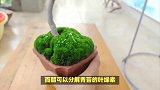 教你青苔怎么去除最简单方法