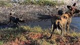 残暴饥饿野狗群活吃黑斑羚，最后被鳄鱼抢走