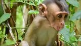 给小猴子吃的，它满眼感激，好孩子