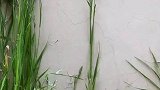 麦穗都有了，说明立夏啦，想起来小时候用手搓麦穗吃的场景