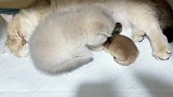 一只小猫咪太孤独了