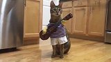 猫咪手里拿着小吉他，会不会弹不重要，可爱就行