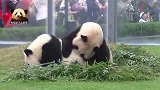 熊孩子撒娇被无视，熊猫妈妈：没看我正忙着呢嘛？！