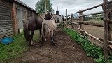 漂亮的罗马尼亚挽马，长得比牛还要壮！真俊