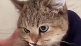 一只贪吃的猫是什么样的？
