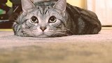 【宠物星球】猫到暮年 该怎样呵护它？