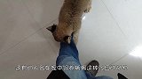 壁虎看见自己的尾巴会是什么反应？镜头记录全过程