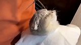 主人给小猫咪剪发，小猫咪师傅给我剪圆一点哦