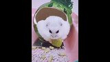 懒癌又犯了，吃饭都不出小窝！
