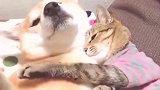 网友家感情超好的柴柴和猫猫，有点被虐到。猫猫：别碰我的狗