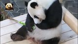 憨态可掬的熊猫旦旦害羞地低头进餐，超可爱模样越看越喜欢