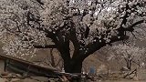 不逐浮云不羡鱼，杏花茅屋向阳居。