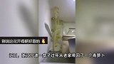 萝卜冰箱内蜿蜒生长发芽开花，女子打开冰箱门惊呆