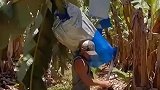 香蕉这样采摘，太危险了