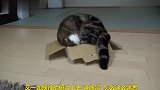 被纸盒彻底征服了的猫咪，太搞笑了