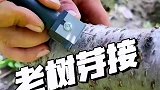 兄弟们，老树这个样子，嫁接能成活吗？