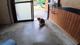 一只流浪猫走进了工人休息室，四处看了看：老哥，有吃的吗