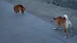猫狗大战一触即发，这狗子好怂
