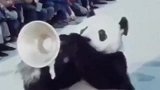 70年代大熊猫街头卖艺！一直以为国宝除了吃就是睡，是我浅薄了