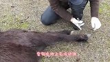 男子野外碰到一只小鹿，给它喂了点水后，暖心的一幕出现了