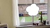 邻居家小猫进屋前会敲门