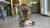 猫中富二代：看看人家的猫每天吃什么，再看看你家的！