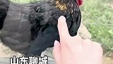 老虎虎视眈眈的看着一只鸡，求鸡的心理阴影面积