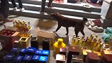 抄家“黑老大”现金叠成山 狗在铺满一地奢侈品中向警察摇尾巴