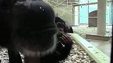 动物园里，大猩猩对小猩猩的疼爱之情，谁都可以看的出来！