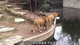 狮子一不小心掉进水里，好兄弟看着它游泳上岸