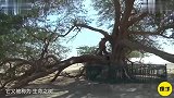 沙漠中最顽强的“生命之树”从风中吸取水分，至今已存活500年